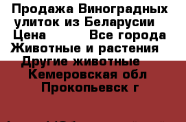 Продажа Виноградных улиток из Беларусии › Цена ­ 250 - Все города Животные и растения » Другие животные   . Кемеровская обл.,Прокопьевск г.